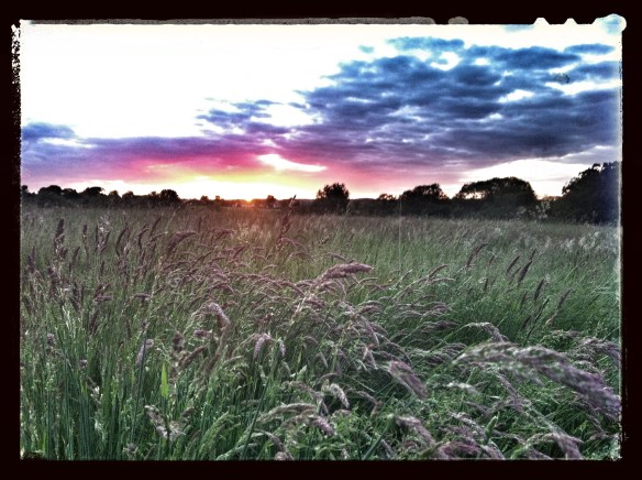 grass sunset