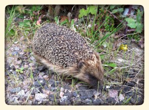 hedgehog