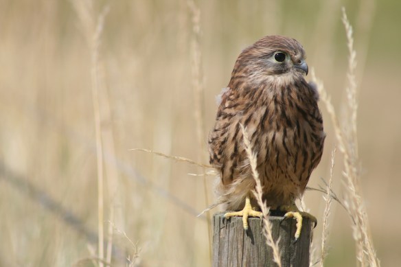 kestrel