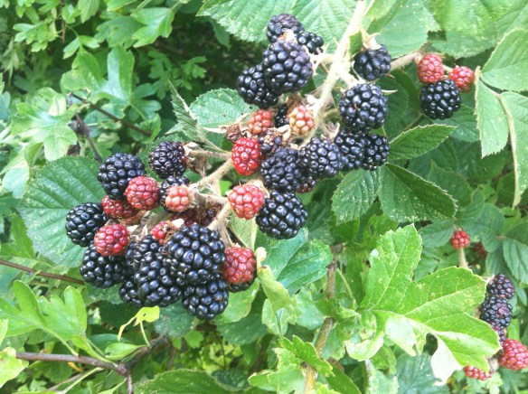 blackberries